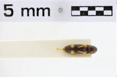Foto (Dorsalansicht) von Euanoma ionica (NHMW-ZOO-COL-0010255)
